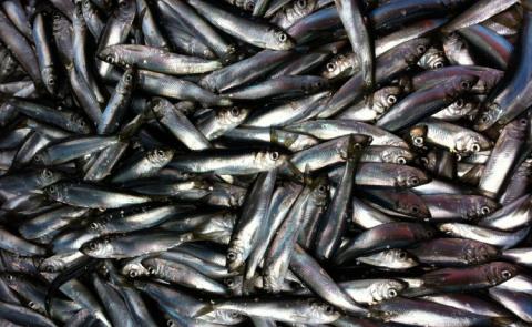 Young adult herring from Puget Sound.Margaret Siple/University of Washington