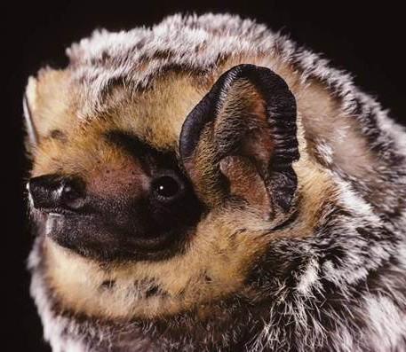 Image copyright Merlin D. Tuttle, Bat Conservation International, www.batcon.org
