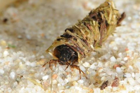 Photo credit: Biopix, Caddisfly, Limnephilus politus CC BY-NC