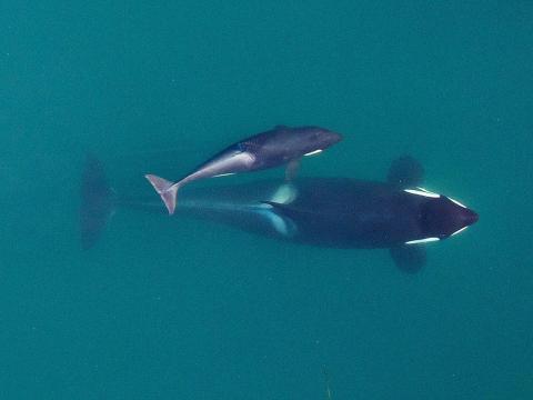 Photogrammetry image of an adult female Southern Resident (J16) as she’s about to surface with her youngest calf, born earlier in 2015, alongside. Photo: NOAA Fisheries, Vancouver Aquarium