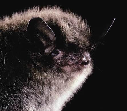 Image copyright Merlin D. Tuttle, Bat Conservation International, www.batcon.org