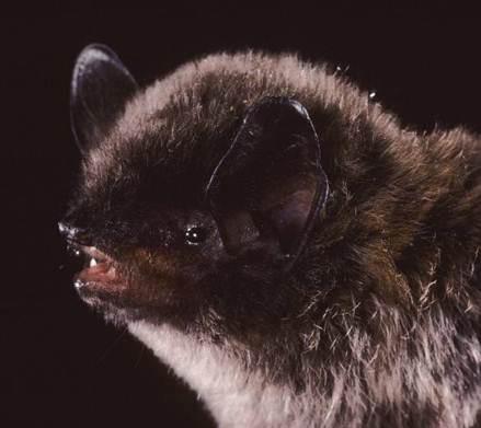 Image copyright Merlin D. Tuttle, Bat Conservation International, www.batcon.org
