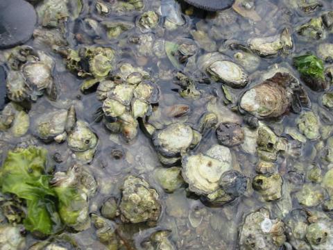Olympia oysters in Washington. Photo courtesy of NOAA.
