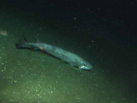 Pacific Hake (Merluccius productus). Image courtesy of NOAA.