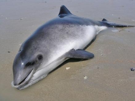 Harbour porpoise stranded due to bycattch. Source: Jan Haelters
