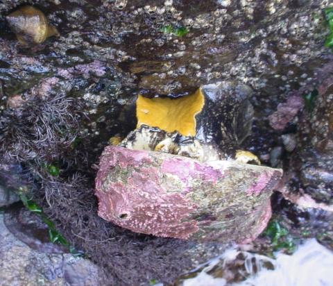 Pinto abalone. Photo courtesy of Dave Cowles, Walla Walla University.