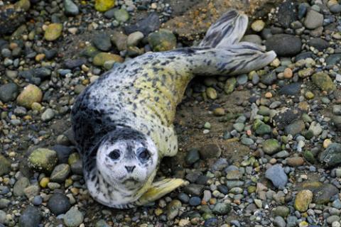 Harbor seal (Phoca vitulina). Photo by Peter Davis for the U.S. Fish and Wildlife Service.