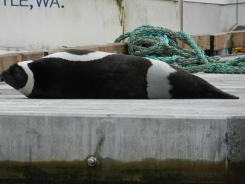 Ribbon seal sighted on January 11th, 2012 a dock on the Duwamish River, Seattle, Washington (credit Matt Cleland)
