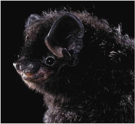 Image copyright Merlin D. Tuttle, Bat Conservation International, www.batcon.org