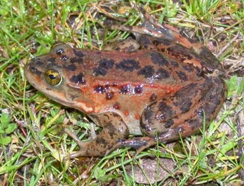 Female Oregon spotted frog (Rana pretiosa). Photo by Kelly McAllister.