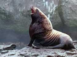 Steller Sea Lion (Eumetopias jubatus). Photo by NOAA Fisheries. 