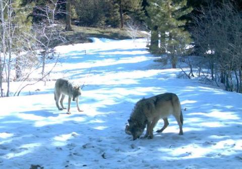 Members of the Teanaway pack, April 2011. Photo by U.S. Forest Service