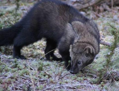 Fisher released on the Olympic Peninsula. Photo by Jessica Hoffman.