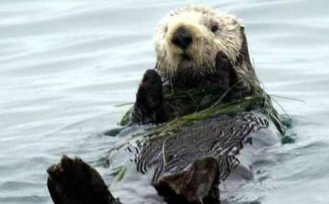 Figure 1. Sea otter (photo by USFWS).