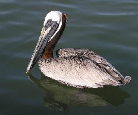 Brown pelican. Photo by D. Stinson.