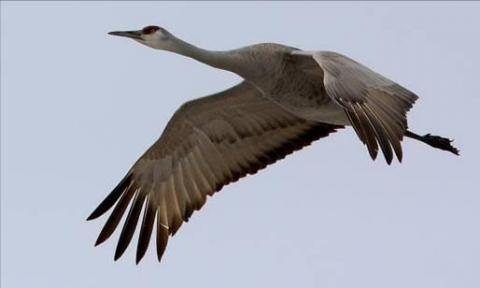 Sandhill Crane. Photo by Joseph V. Higbee.