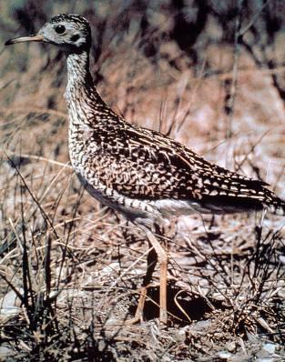Upland sandpiper. Photo courtesy of Washington Department of Fish and Wildlife.