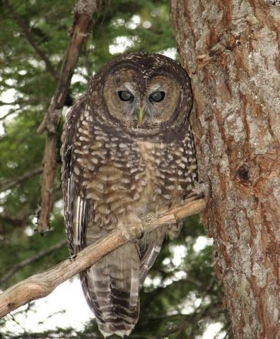 Northern spotted owl in the Olympic Mountains. Photo by Rod Gilbert. 