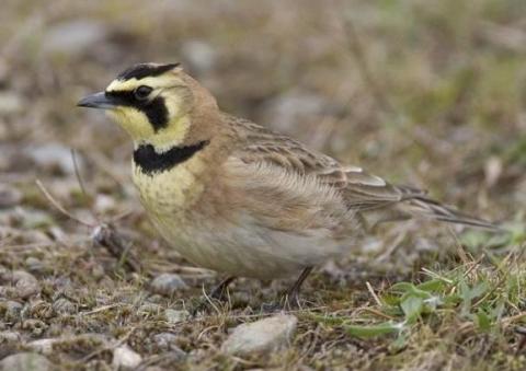 Streaked horned lark. Photo by Rod Gilbert.