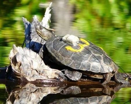 Figure 1. Adult female western pond turtle with an attached radio transmitter and identifying number for population monitoring. Photo by Melissa Reitz.