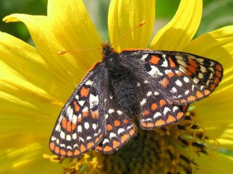 Taylor's checkerspot. Photo by D. Stinson.