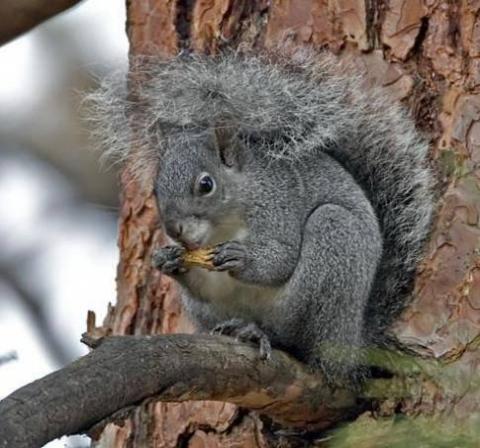 Western gray squirrel. Photo by Joseph V. Higbee. 