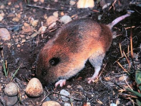 Figure 1. Mazama pocket gopher. Photo by Bill Leonard.
