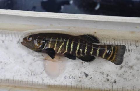 Olympic mudminnow. Photo by Roger Tabor, USFWS.