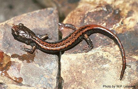 Larch mountain salamander. Photo courtesy of Washington Department of Fish and Wildlife.