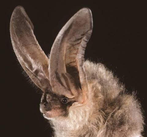 Townsend's big-eared bat. Photo by Bat Conservation International.
