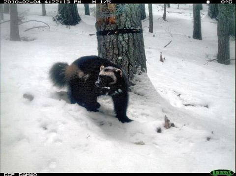 Wolverine (Gulo gulo). Photo: Washington Department of Fish and Wildlife
