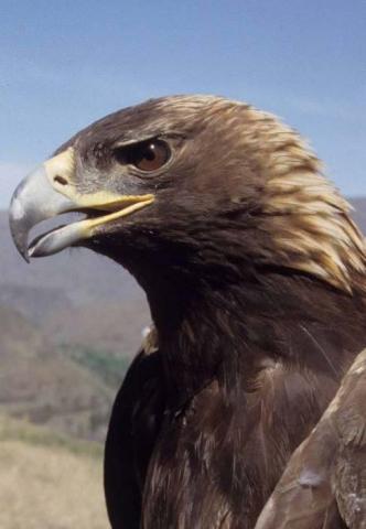 Golden eagle. Photo by Jim Watson.