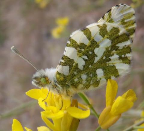 Island marble perched on the host, field mustard (Brassica campestris). Photo by Thor Hansen.