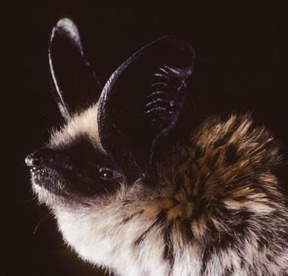 Image copyright Merlin D. Tuttle, Bat Conservation International, www.batcon.org