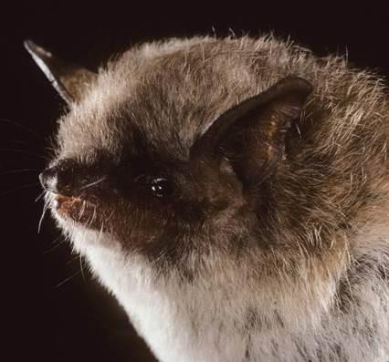 Image copyright Merlin D. Tuttle, Bat Conservation International, www.batcon.org
