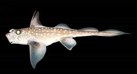 An illustration of the spotted ratfish (Hydrolagus colliei). Copyright: Joseph R. Tomelleri