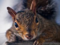 Sciurus griseus