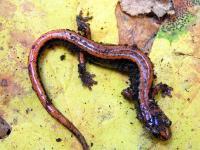 Plethodon vehiculum