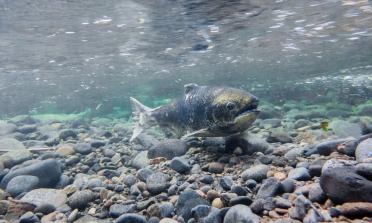 Underwater view of a single salmon swimming above gravelly river bed.
