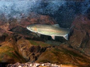 A single steelhead trout swimming under water with rocks in background