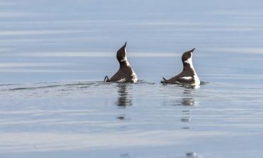 Two seabirds with black and white plumage floating on water.