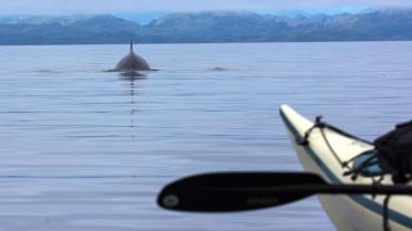 Minke whale ahead of a kayaker