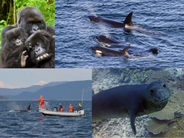 Clockwise from top left: 1) Mountain gorillas. Photo: Andries3 (CC BY-NC 2.0) https://www.flickr.com/photos/andriesoudshoorn 2) J pod Southern resident orcas – Photo: Miles Ritter (CC BY-NC-SA 2.0) https://www.flickr.com/photos/mrmritter/42903242165 3) Scientists collect orca breath samples. Photo: Pete Schroeder 4) Hawaiian monk seal. Photo: Karen Bryan/Hawaiian Institute of Marine Biology (CC BY-NC 2.0) https://www.flickr.com/photos/papahanaumokuakea/38322932854