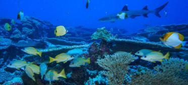 Underwater view of shark and several smaller yellow and white fish swimming in coral reef.
