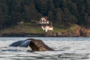 Yukusam the sperm whale in Haro Strait off of Turn Point Lighthouse, Stuart Island, WA. March 2018. Photo: Copyright Jeff Friedman, Maya's Legacy Whale Watching (used with permission) http://sanjuanislandwhalewatch.com/first-ever-sperm-whale-san-juan-islands/