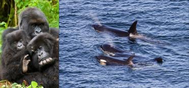 Left: mountain gorillas. Photo: Andries3 (CC BY-NC 2.0) https://www.flickr.com/photos/andriesoudshoorn. Right: J pod southern resident orcas – Photo: Miles Ritter (CC BY-NC-SA 2.0) https://www.flickr.com/photos/mrmritter/42903242165