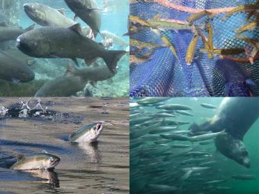 Clockwise from top left: 1) Spring Chinook Salmon. Photo: Michael Humling, US Fish & Wildlife Service. 2) Juvenile salmon in seine. Photo courtesy: Long Live the Kings https://lltk.org/ 3) A harbor seal hunting anchovies. From Howe Sound Ballet video by Bob Turner: https://youtu.be/Ycx1hvrPAqc 4) Chinook salmon leaping at the Ballard Locks in Seattle. Photo: Ingrid Taylar (CC BY 2.0) https://www.flickr.com/photos/taylar/29739921130