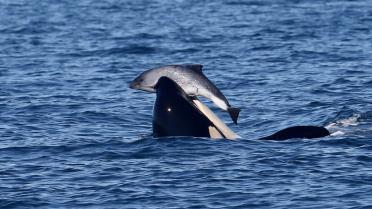 A killer whale surfaces with its head above water holding a harbor porpoise in its mouth.
