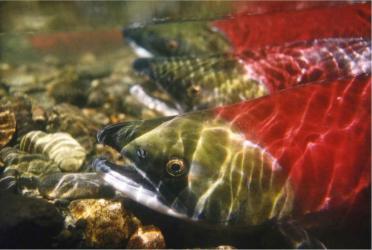 Three salmon with green heads and red bodies seen underwater