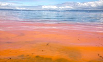 View of Puget Sound with red-orange water near the shoreline and blue sky with clouds above land in the distant background. 
